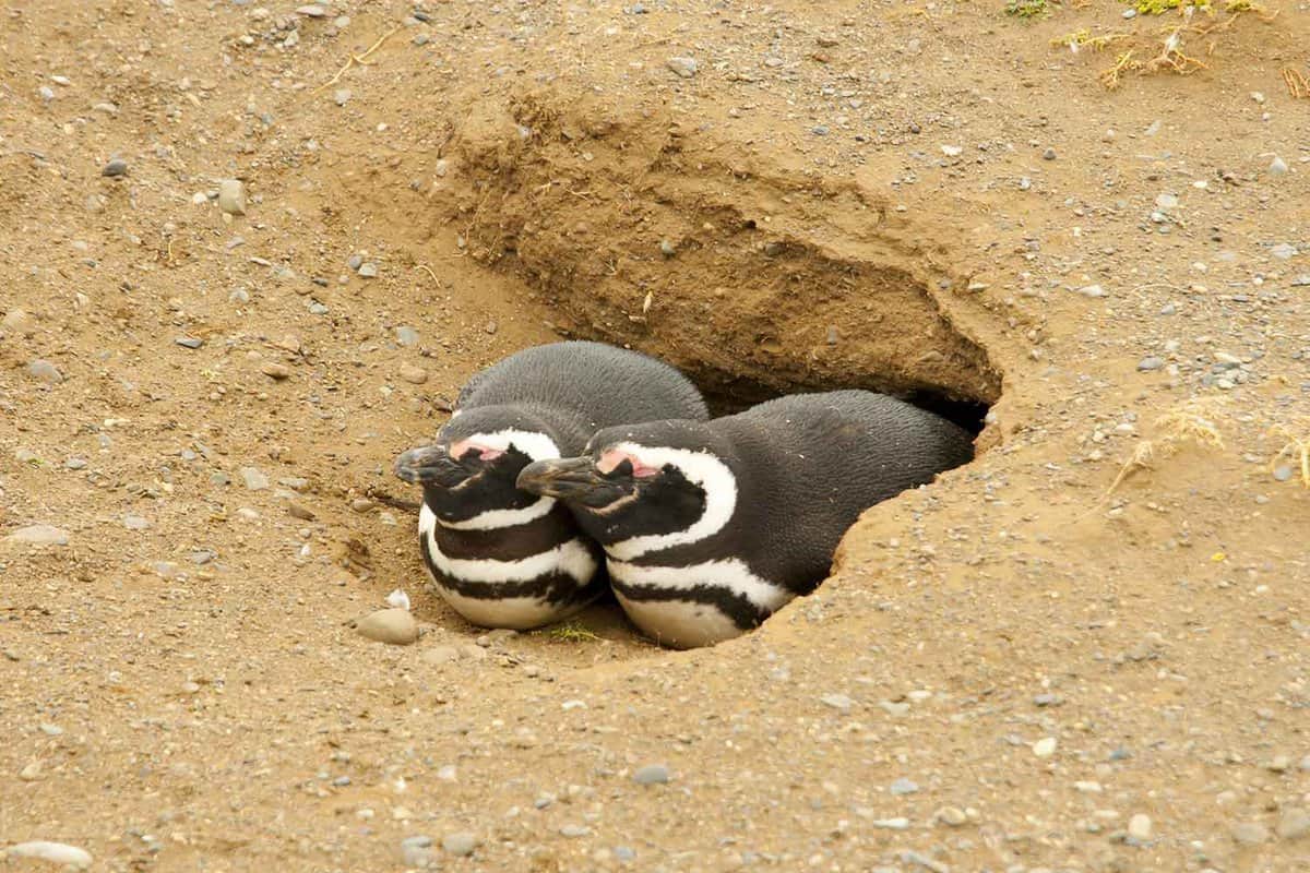 Close up of two small black and white penguins in a burrow