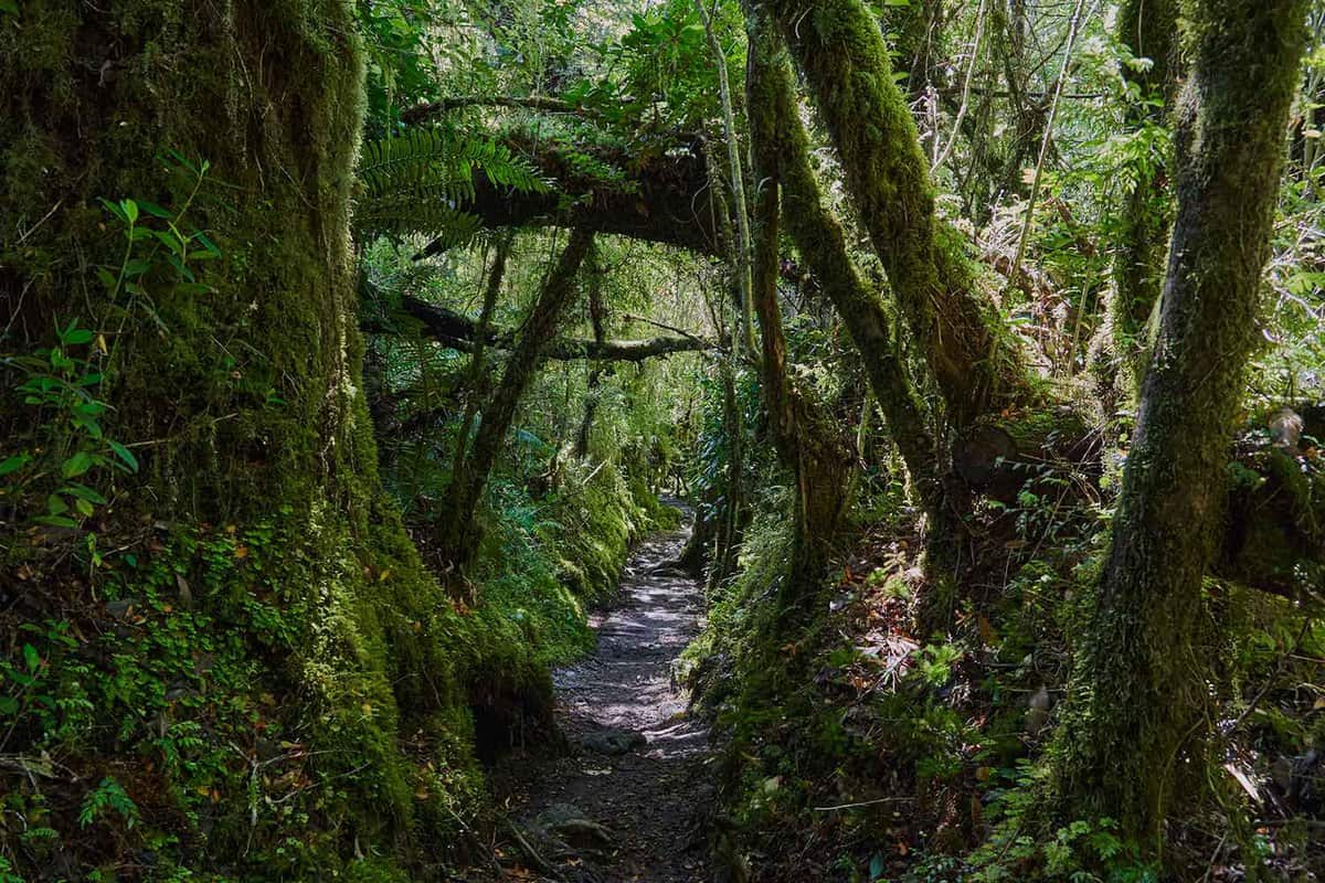 Dark path through thick forest, covered in lichens