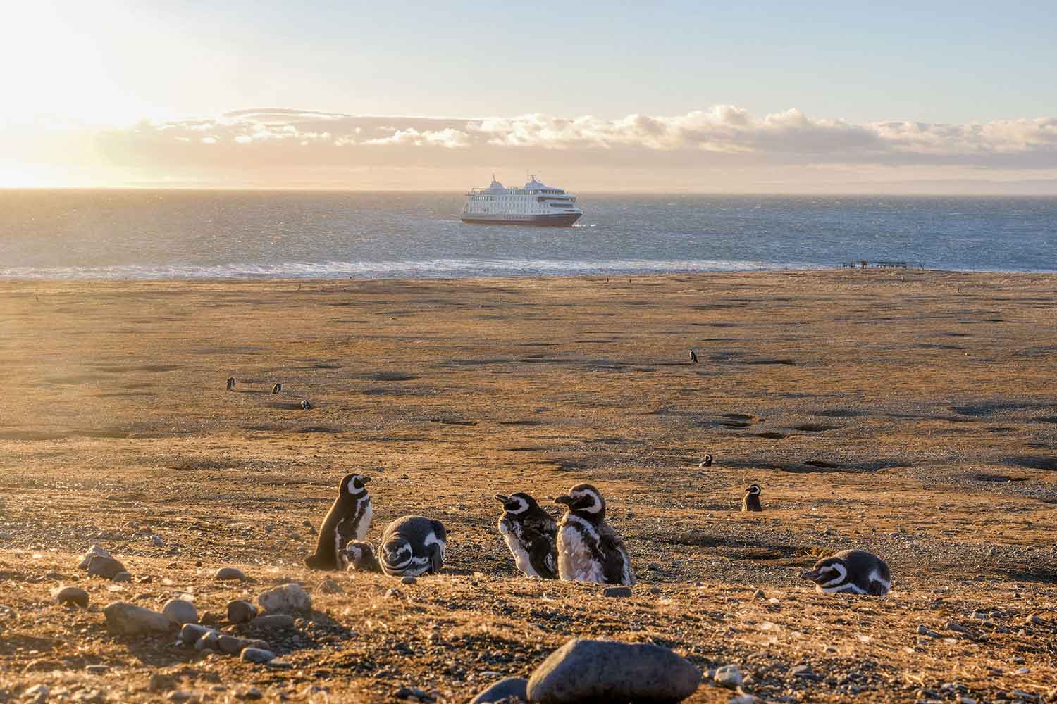 Landscape of a cruise liner in the distance. penguins on land in foreground