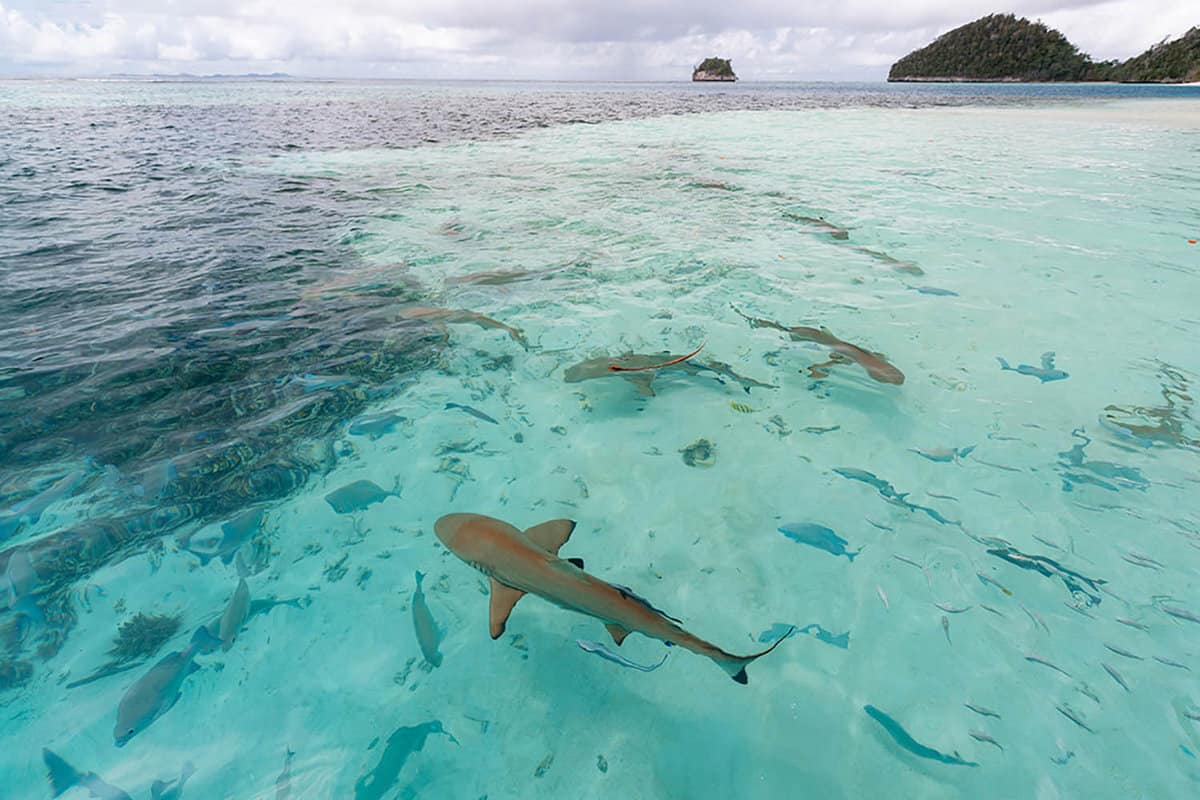small sharks and lots of fishes in the water