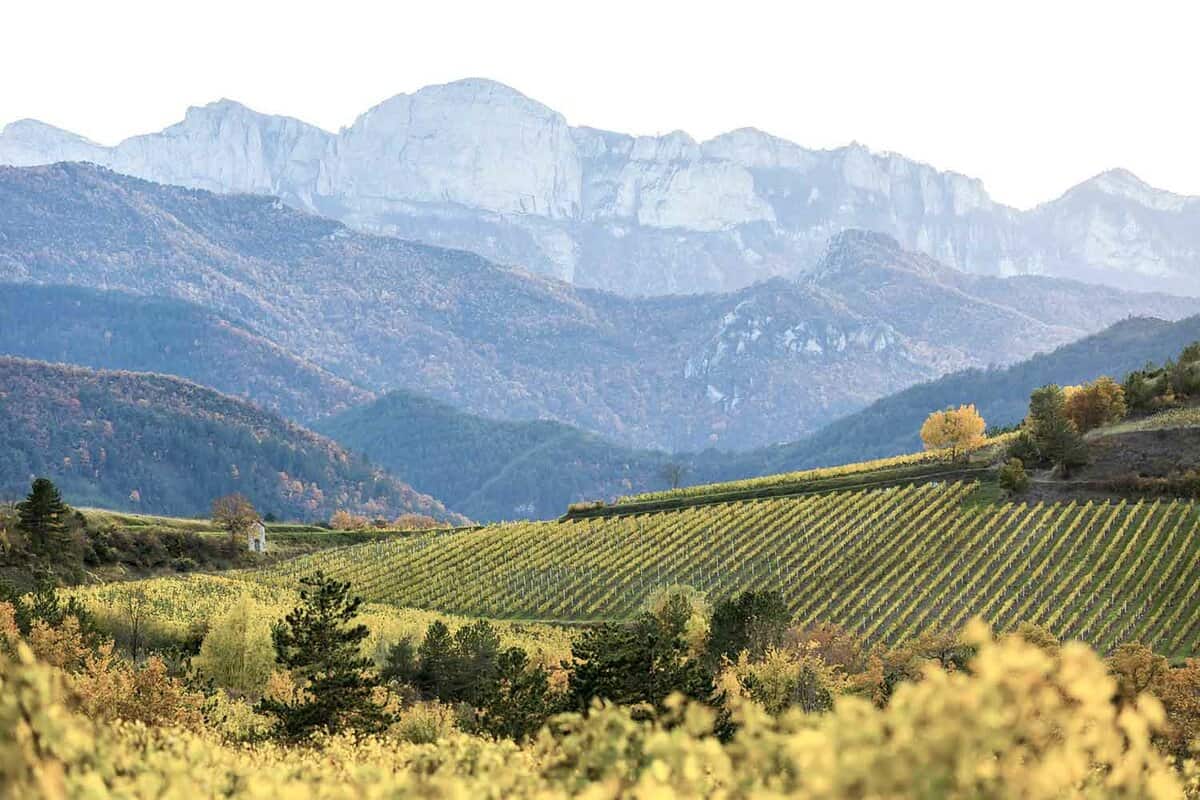 Landscape of vineyards and mountains