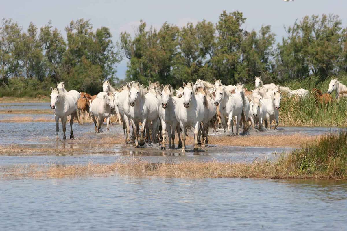 Herd of white horses running through marshland