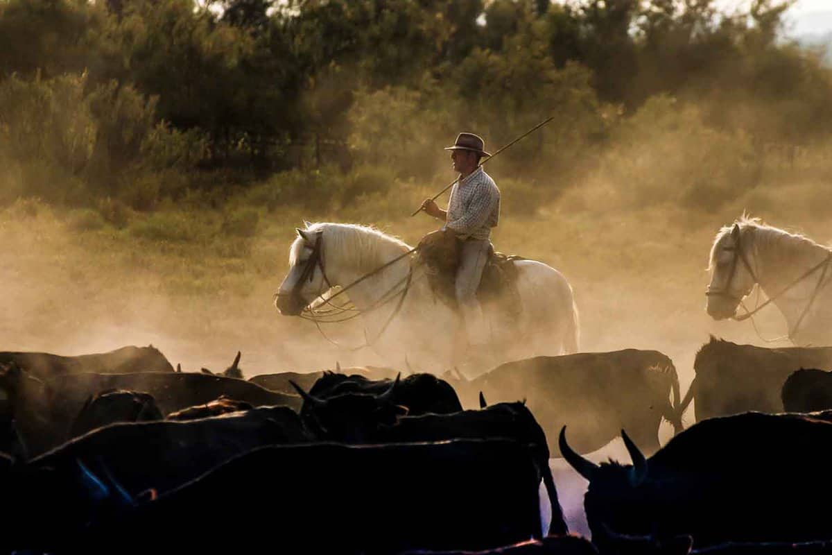 Cowboy of a horse amid cattle, with dust clouds billowing around
