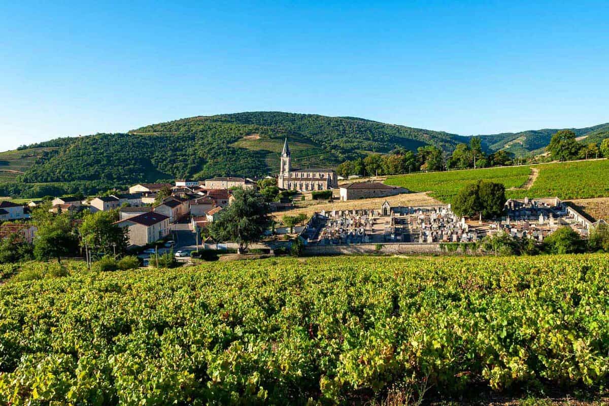 Vineyard with village of Quincié-en-Beaujolais in background