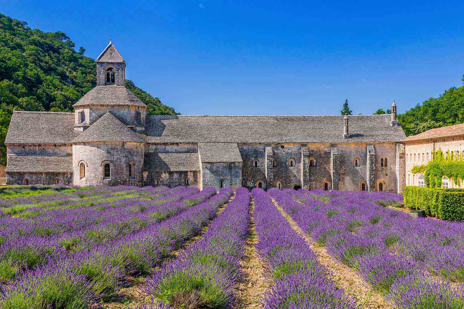 Bright purple lavender field before a monastery