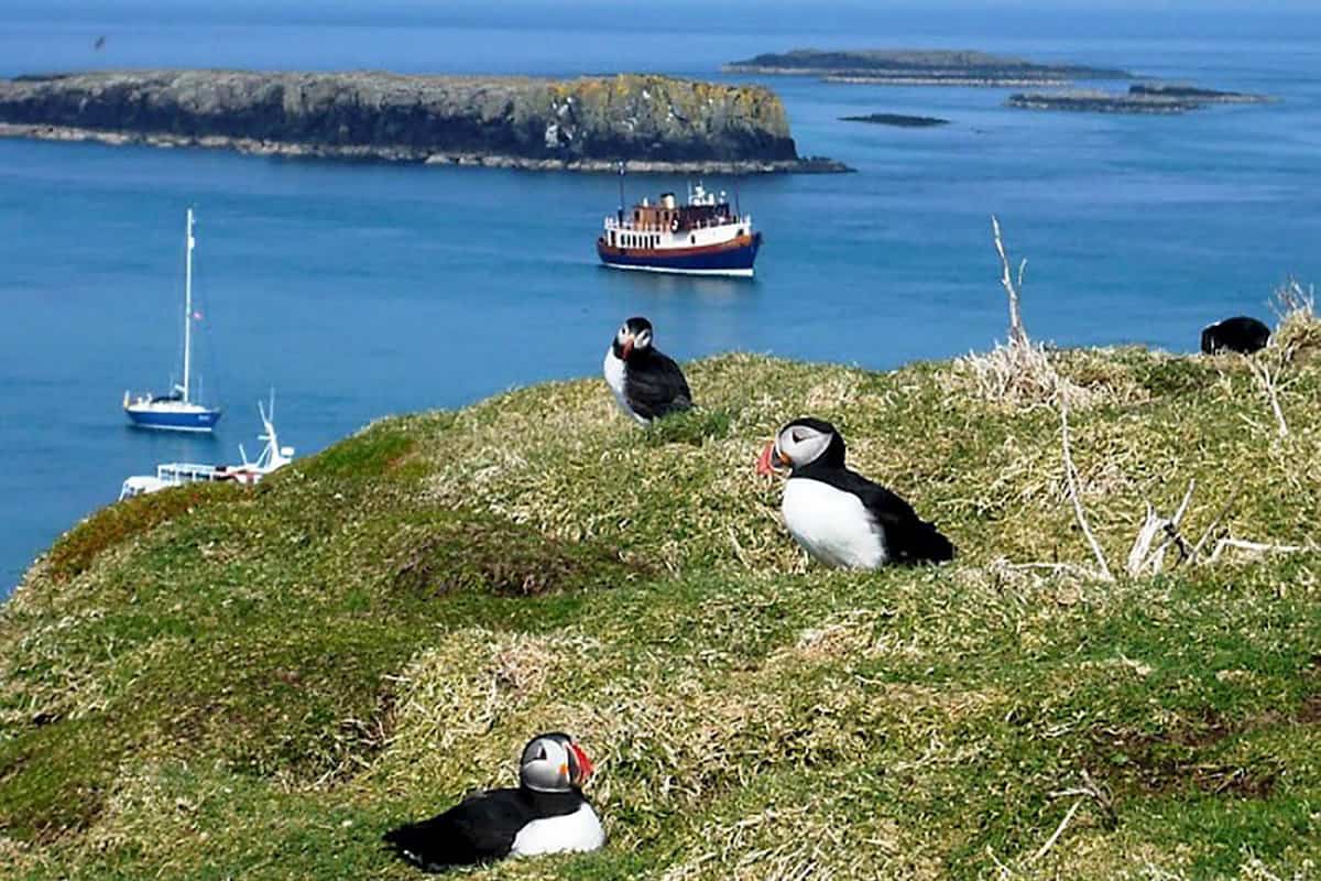 puffins on a rocky ledge with cruise boat behind