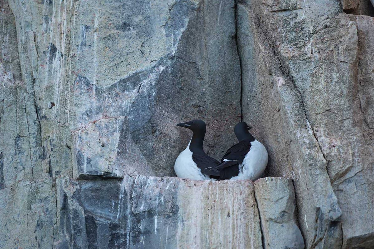 two small birds nesting on a ledge in cliffs