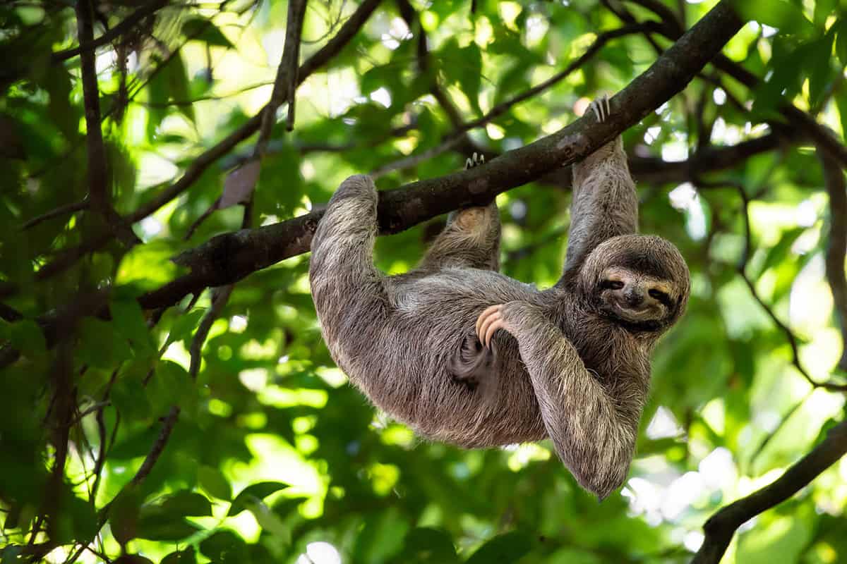 a sloth dangling from a tree branch in the rainforest