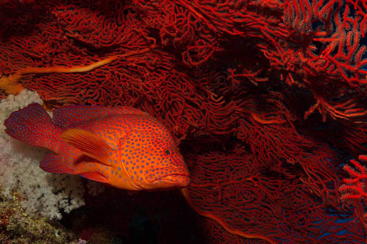 Coral grouper next to gorgonian