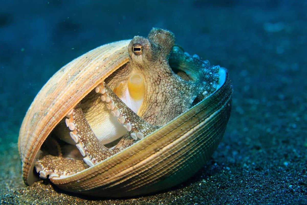 Lembeh Strait