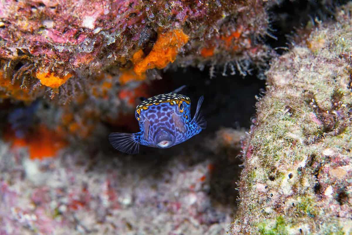 Boxfish close-up
