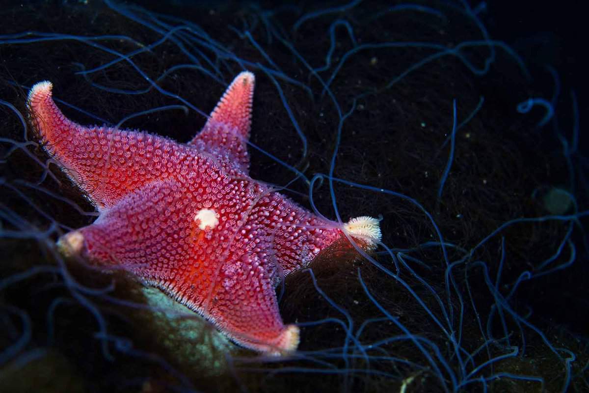 Bright red starfish under the ice at Antarctica