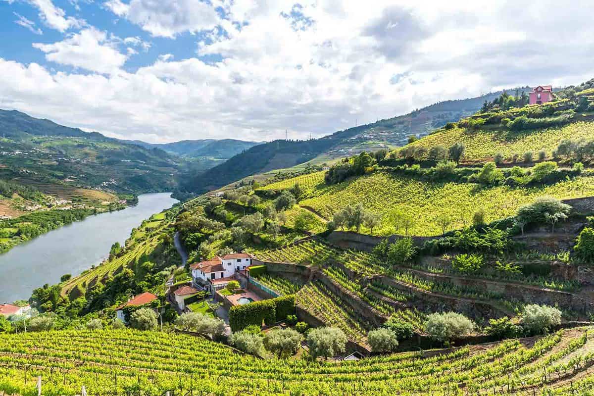 Landscape of the Douro river region in Portugal - Vineyards