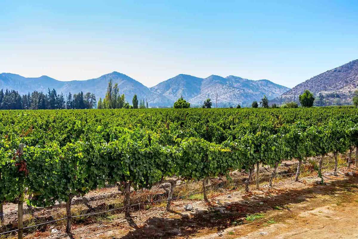 Chilean organic vineyards in Maipo Valley , close to the capital Santiago de Chile, sunny day and mountains