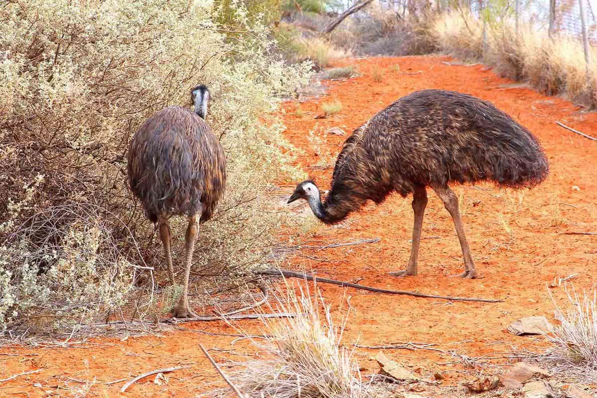 Two emus grazing on desert brush