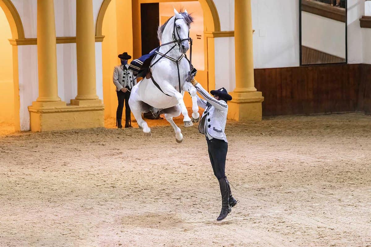 Riders dressed with traditional dress show a white horse dance of purebred executing a jump as a show of dressage.