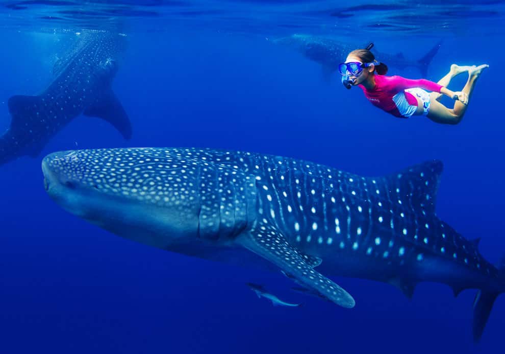 Swim with whale sharks on the Mayan Riviera