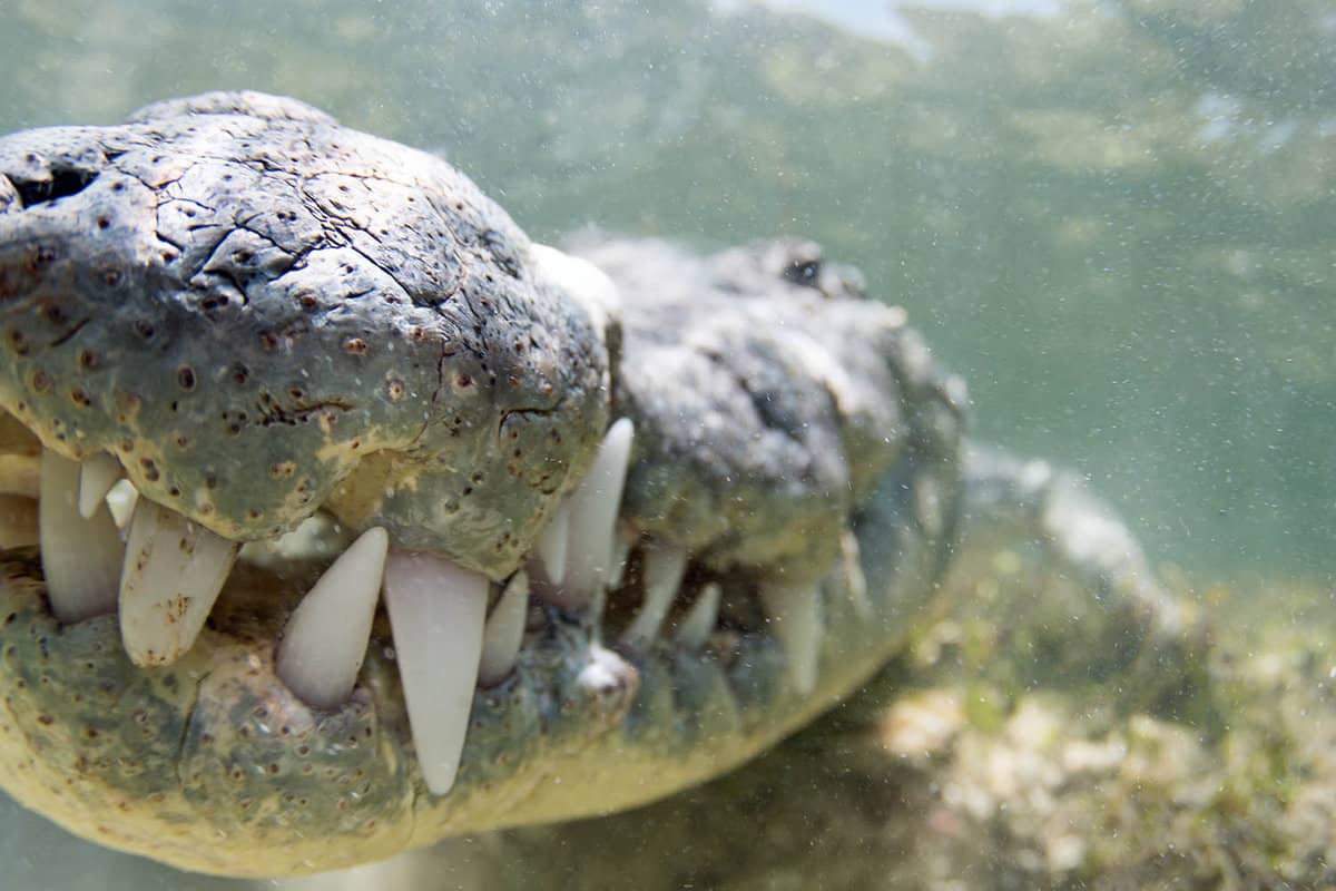 American Crocodile rests its snout against a camera of an underwater photographer in Banco Chinchorro Atoll, Mexico.