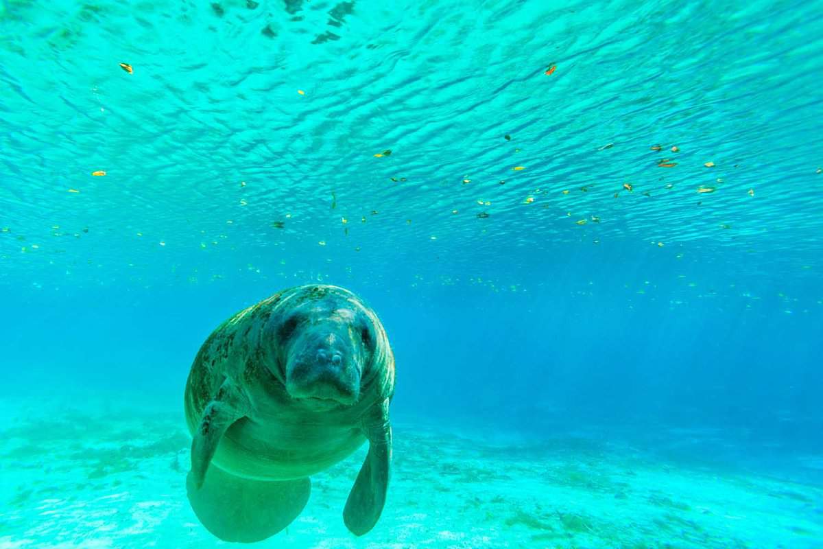 Manatee in clear blue water