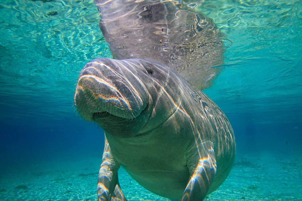 Close up of a manatee underwater